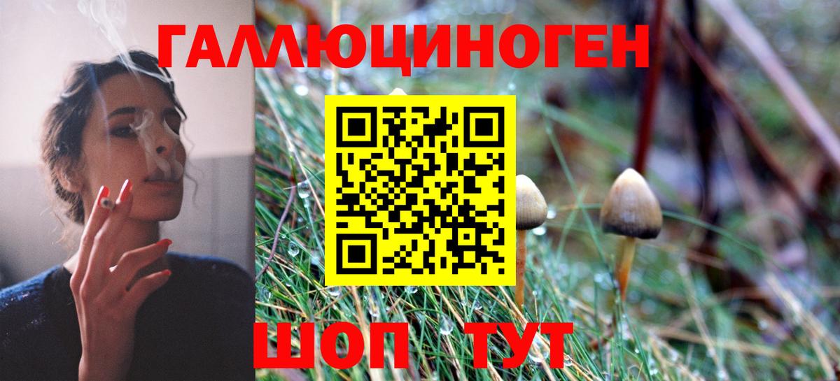 Галлюциногенные грибы Psilocybine cubensis Северск